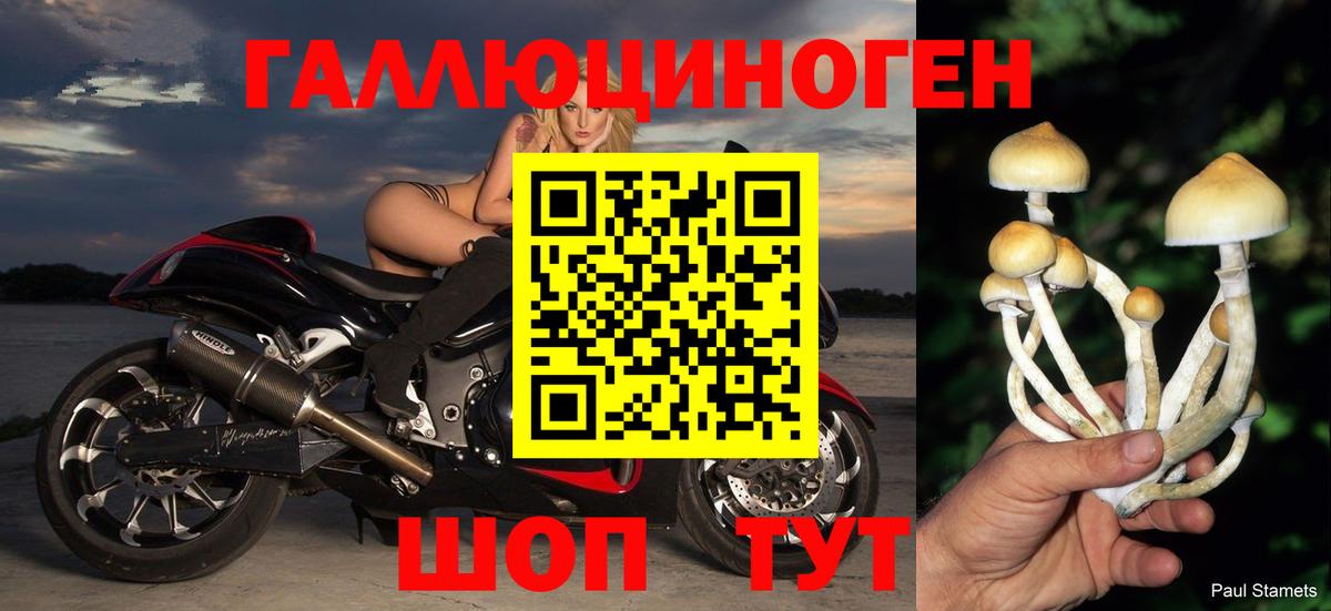 Советск  где найти   Вход с VPN  Галлюциногенные грибы Cubensis 